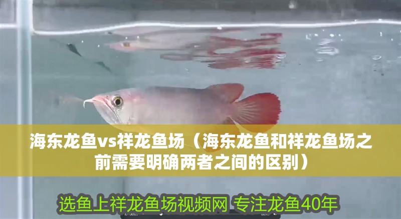 海東龍魚vs祥龍魚場（海東龍魚和祥龍魚場之前需要明確兩者之間的區別）