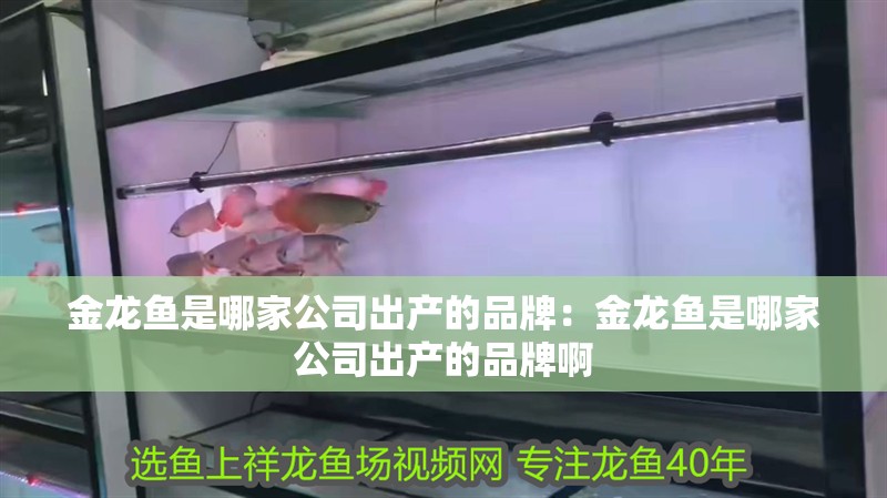 金龍魚是哪家公司出產的品牌：金龍魚是哪家公司出產的品牌啊