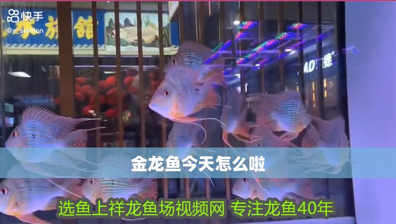金龍魚今天怎么啦