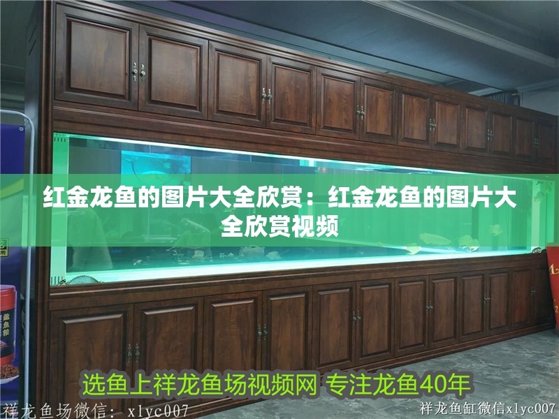 紅金龍魚的圖片大全欣賞：紅金龍魚的圖片大全欣賞視頻