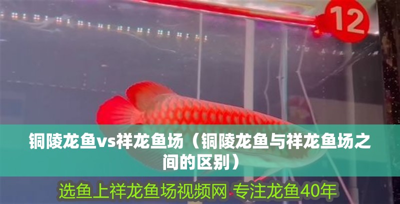 銅陵龍魚vs祥龍魚場（銅陵龍魚與祥龍魚場之間的區(qū)別）