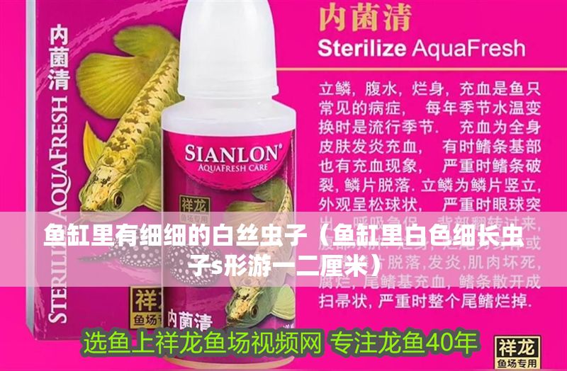 魚缸里有細細的白絲蟲子（魚缸里白色細長蟲子s形游一二厘米）