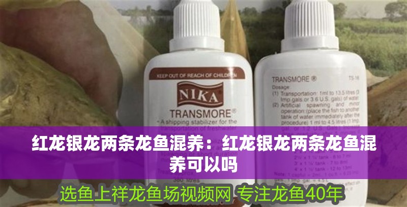 紅龍銀龍兩條龍魚混養(yǎng)：紅龍銀龍兩條龍魚混養(yǎng)可以嗎