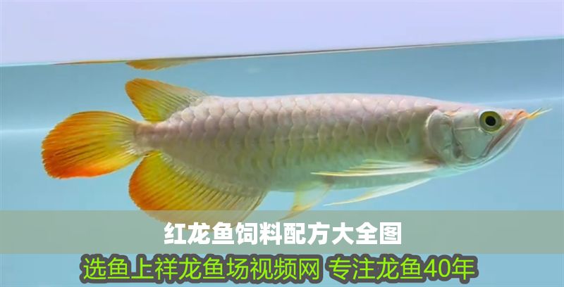紅龍魚飼料配方大全圖 紅龍魚飼料配方大全圖 龍魚百科 第1張