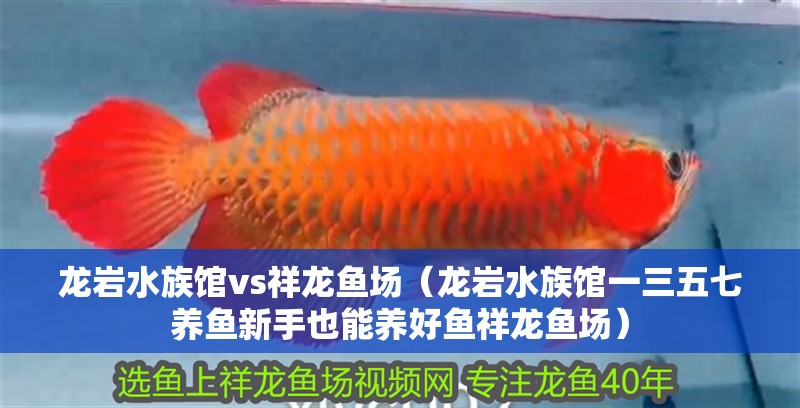 龍巖水族館vs祥龍魚場（龍巖水族館一三五七養魚新手也能養好魚祥龍魚場）
