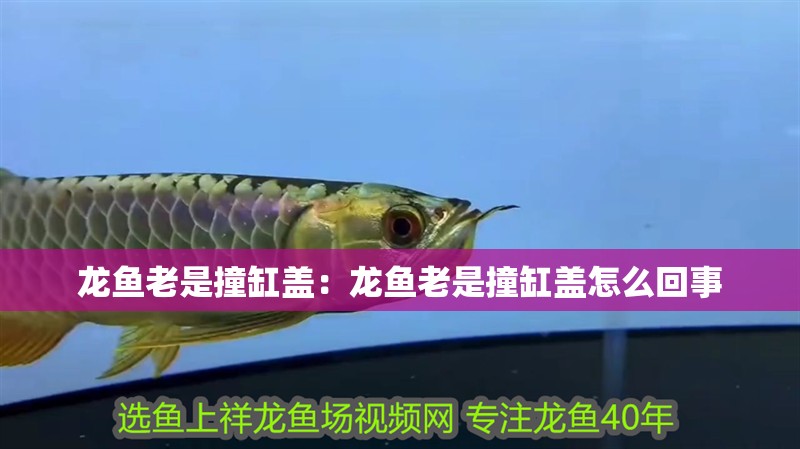 龍魚(yú)老是撞缸蓋：龍魚(yú)老是撞缸蓋怎么回事