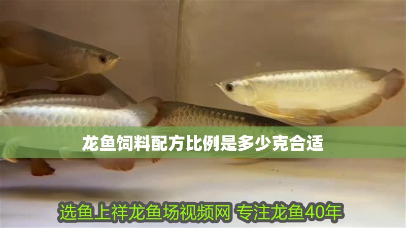 龍魚飼料配方比例是多少克合適