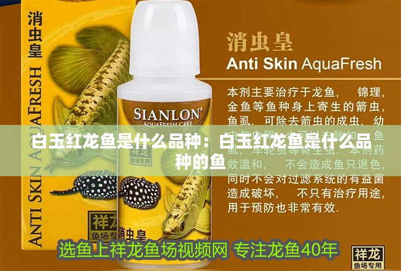 白玉紅龍魚是什么品種：白玉紅龍魚是什么品種的魚