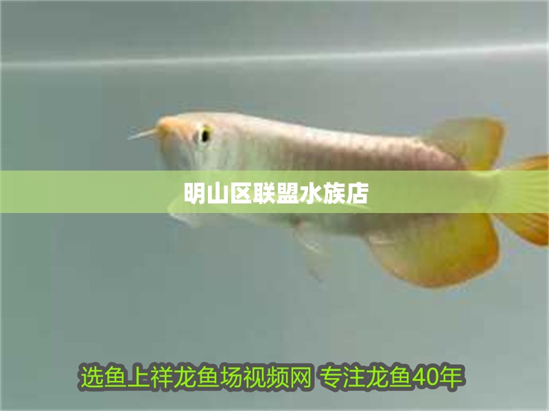 明山區(qū)聯(lián)盟水族店