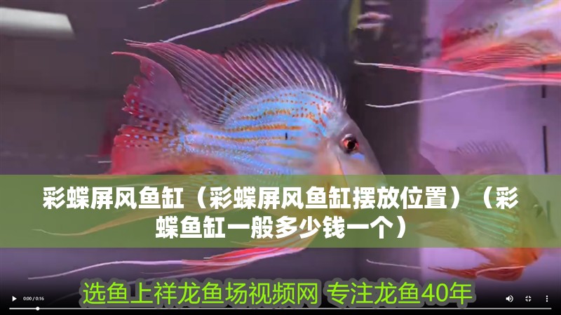彩蝶屏風魚缸（彩蝶屏風魚缸擺放位置）（彩蝶魚缸一般多少錢一個）