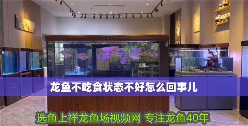 龍魚不吃食狀態(tài)不好怎么回事兒