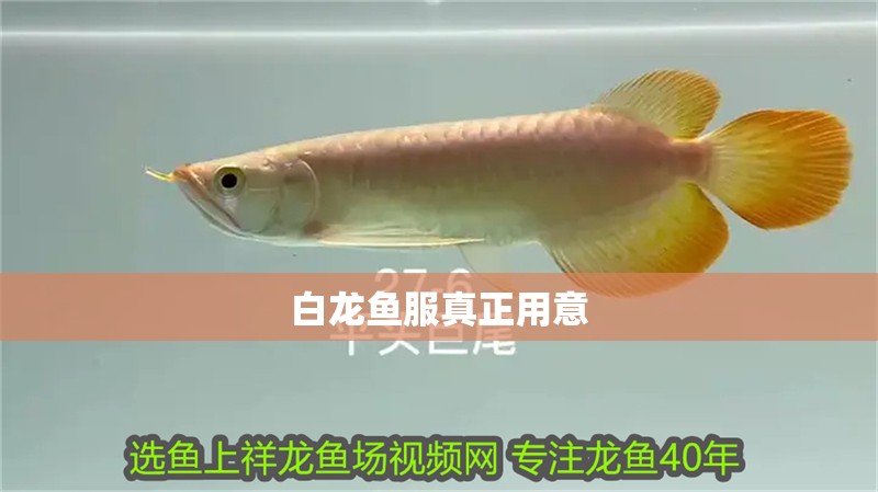 白龍魚服真正用意