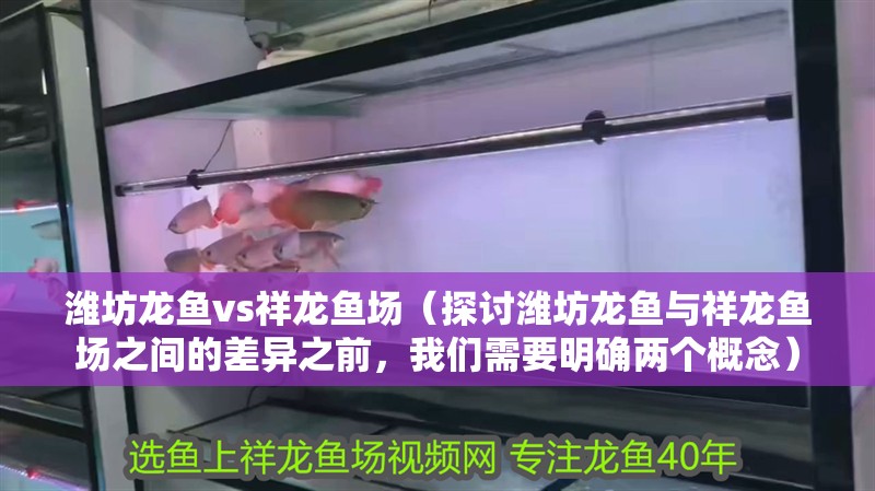 濰坊龍魚vs祥龍魚場（探討濰坊龍魚與祥龍魚場之間的差異之前，我們需要明確兩個概念）