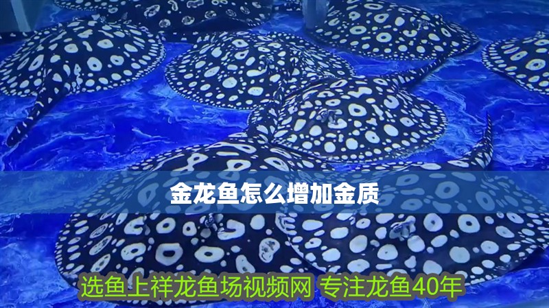 金龍魚怎么增加金質(zhì)