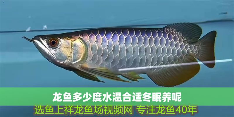 龍魚多少度水溫合適冬眠養(yǎng)呢