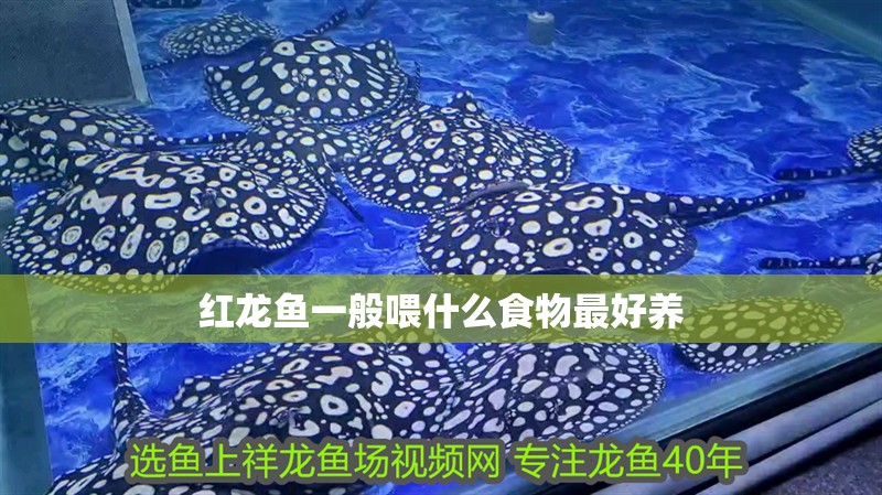 紅龍魚一般喂什么食物最好養