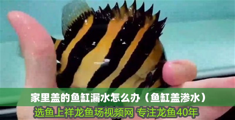 家里蓋的魚缸漏水怎么辦（魚缸蓋滲水）