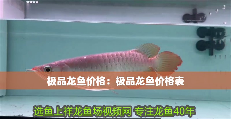 極品龍魚價格：極品龍魚價格表