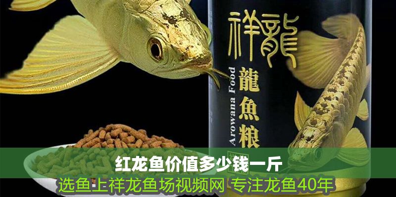 紅龍魚價值多少錢一斤