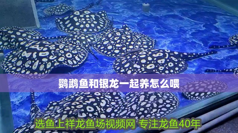 鸚鵡魚和銀龍一起養(yǎng)怎么喂