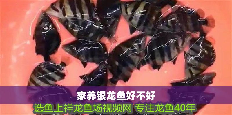 家養(yǎng)銀龍魚好不好