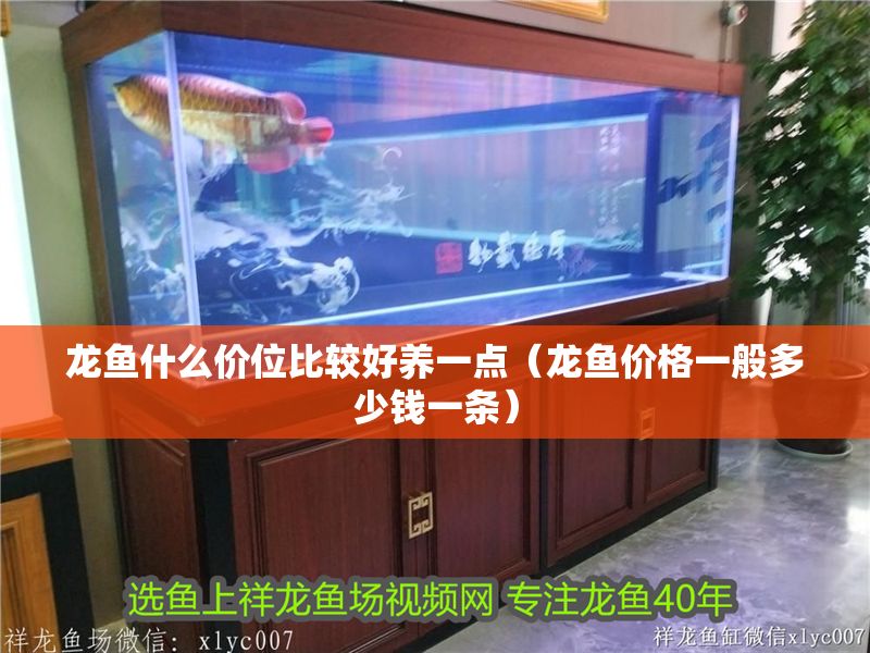 龍魚什么價位比較好養一點（龍魚價格一般多少錢一條）