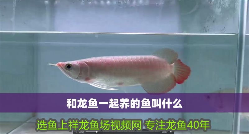 和龍魚一起養的魚叫什么