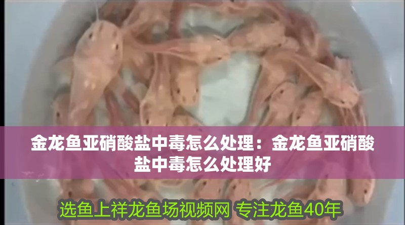 金龍魚亞硝酸鹽中毒怎么處理：金龍魚亞硝酸鹽中毒怎么處理好