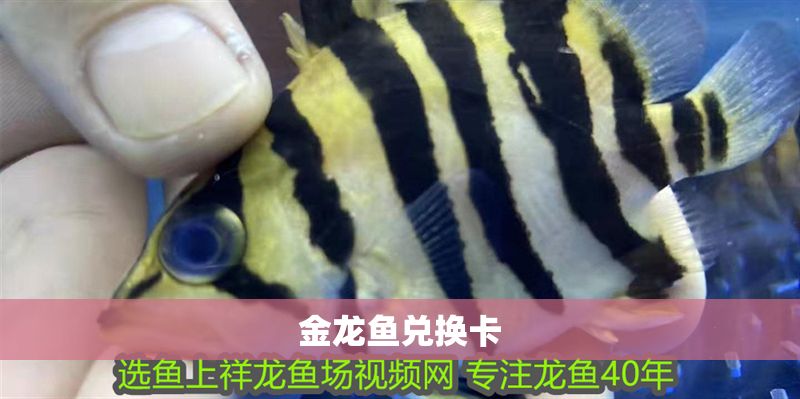金龍魚兌換卡