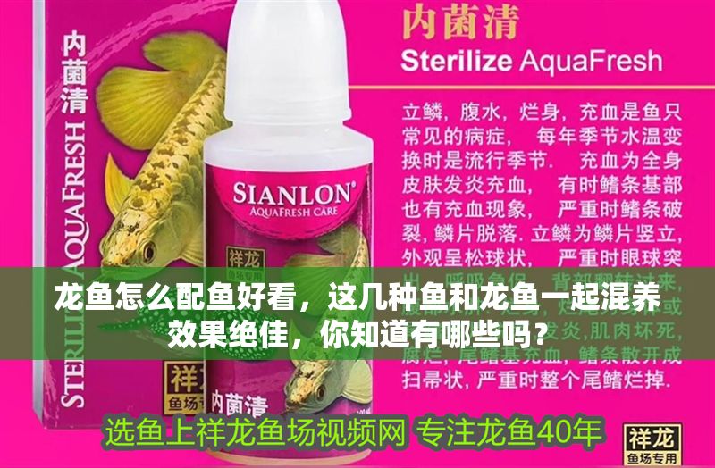 龍魚怎么配魚好看，這幾種魚和龍魚一起混養(yǎng)效果絕佳，你知道有哪些嗎？