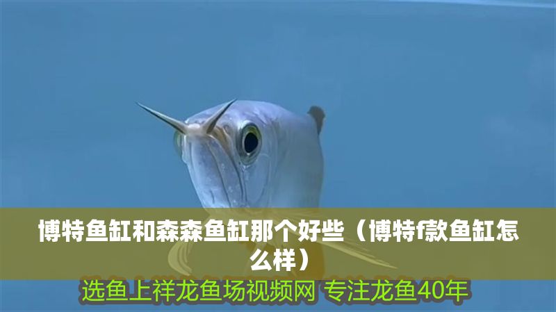 博特魚缸和森森魚缸那個好些（博特f款魚缸怎么樣） 博特魚缸和森森魚缸那個好些（博特f款魚缸怎么樣） 龍魚百科 第1張