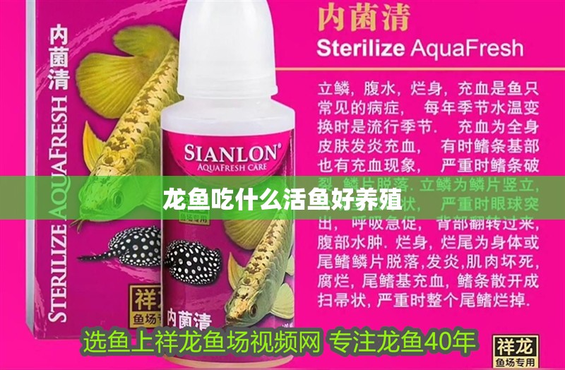 龍魚吃什么活魚好養殖
