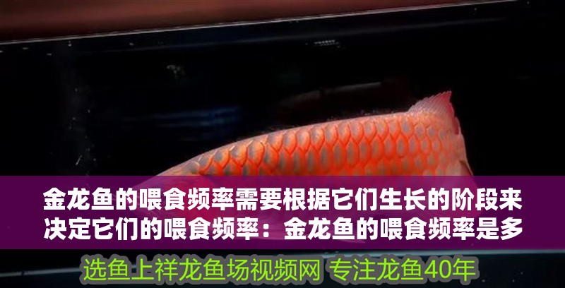 金龍魚的喂食頻率需要根據它們生長的階段來決定它們的喂食頻率：金龍魚的喂食頻率是多少