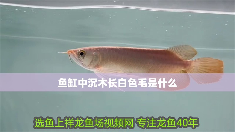 魚缸中沉木長白色毛是什么