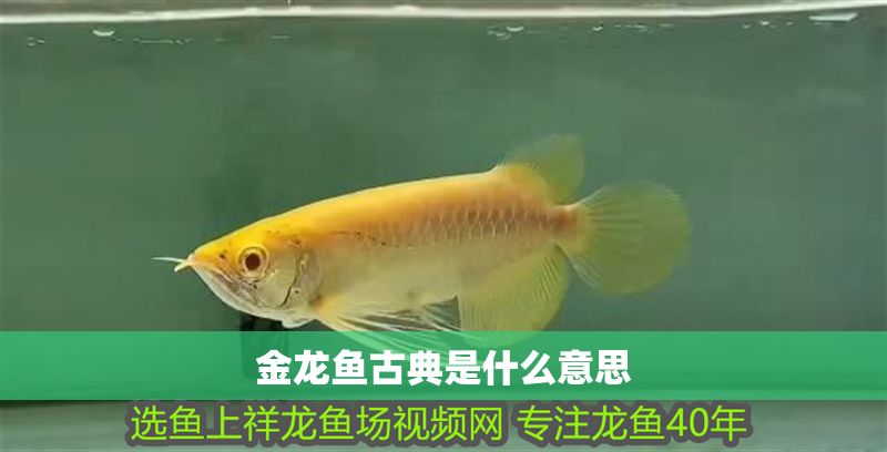 金龍魚古典是什么意思