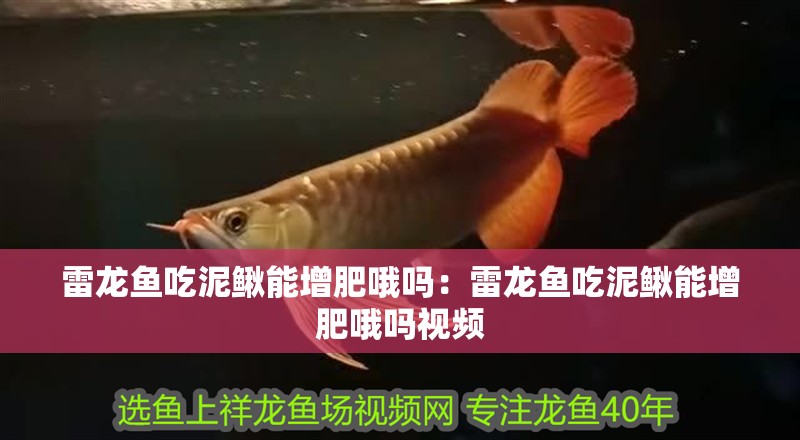 雷龍魚吃泥鰍能增肥哦嗎：雷龍魚吃泥鰍能增肥哦嗎視頻