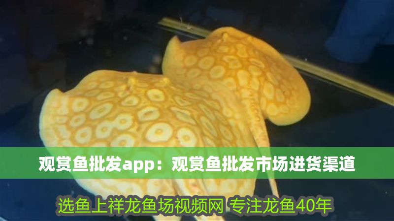 觀賞魚批發app：觀賞魚批發市場進貨渠道
