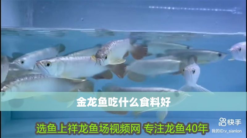 金龍魚吃什么食料好