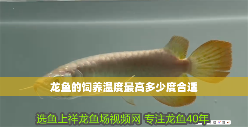 有償求助，龍魚不吃不愛游動，