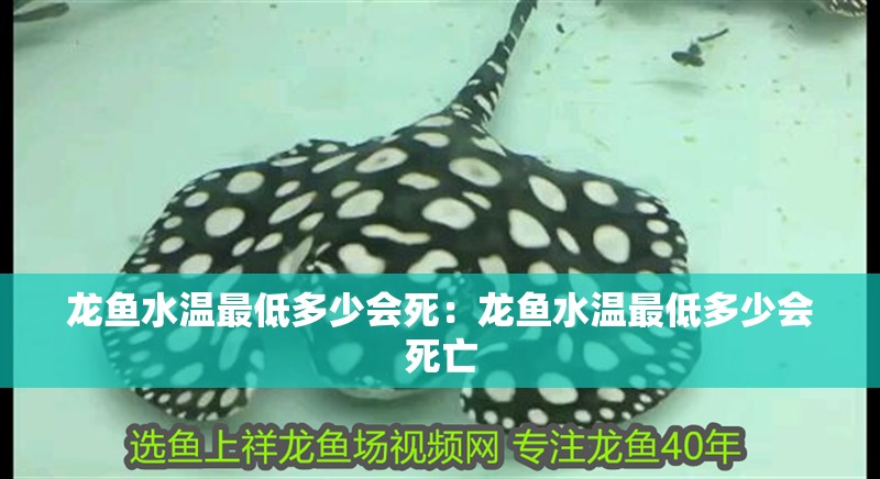 龍魚(yú)水溫最低多少會(huì)死：龍魚(yú)水溫最低多少會(huì)死亡