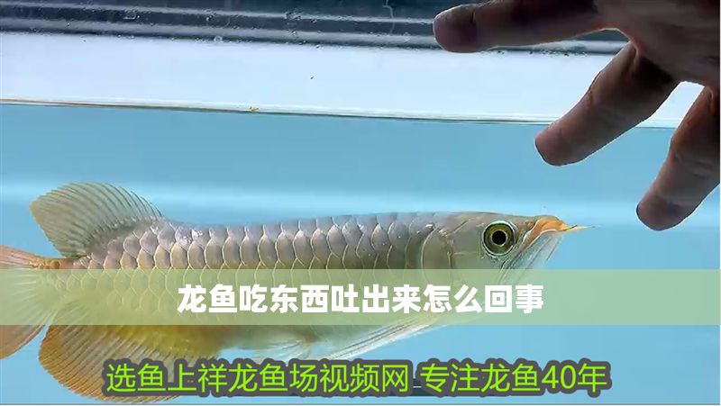 龍魚吃東西吐出來怎么回事