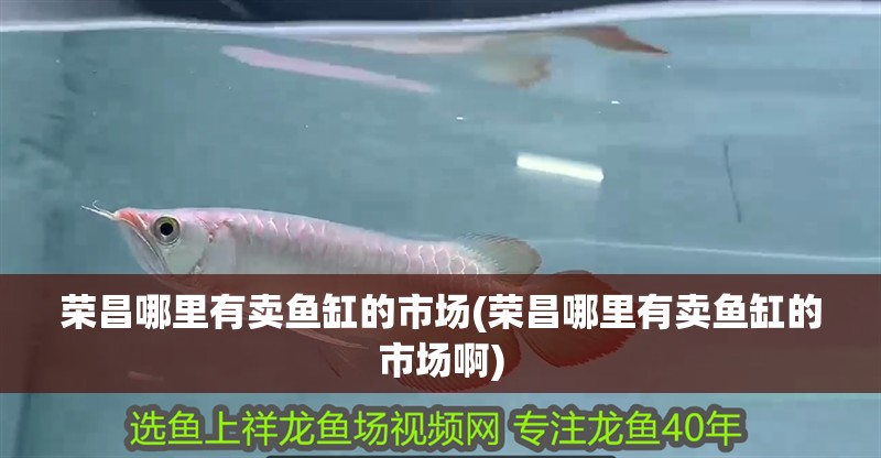 榮昌哪里有賣魚缸的市場(榮昌哪里有賣魚缸的市場啊)