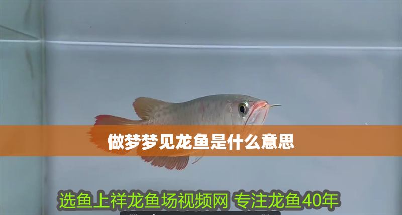 做夢(mèng)夢(mèng)見(jiàn)龍魚(yú)是什么意思