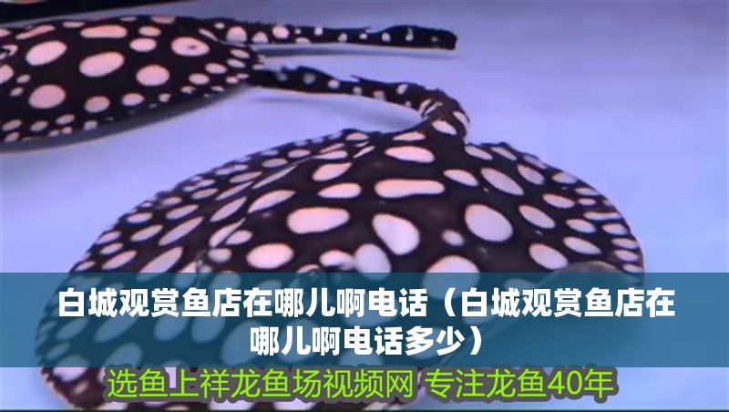 白城觀賞魚店在哪兒啊電話（白城觀賞魚店在哪兒啊電話多少）