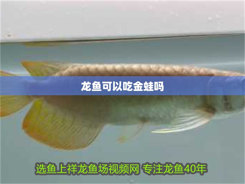 龍魚可以吃金蛙嗎