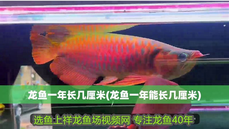 龍魚一年長幾厘米(龍魚一年能長幾厘米)