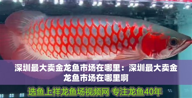 深圳最大賣金龍魚市場在哪里：深圳最大賣金龍魚市場在哪里啊