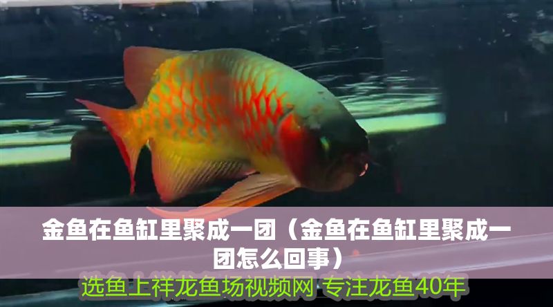 金魚在魚缸里聚成一團（金魚在魚缸里聚成一團怎么回事）