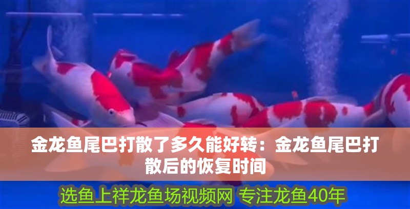 金龍魚尾巴打散了多久能好轉：金龍魚尾巴打散后的恢復時間