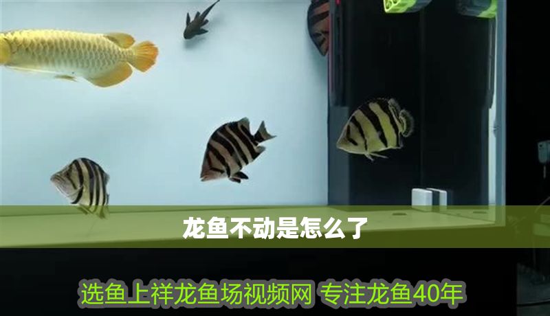 龍魚不動是怎么了